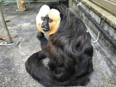 見返り美人のモップくん