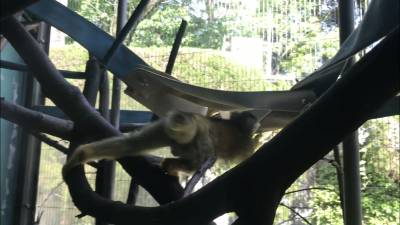 ハンモックに触るリスザル
