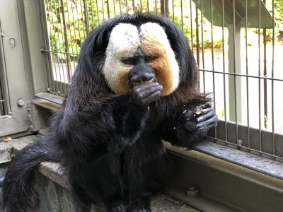 落花生を食べるモップくん