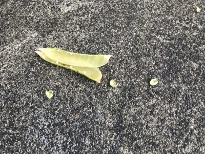 空のグリーンピース