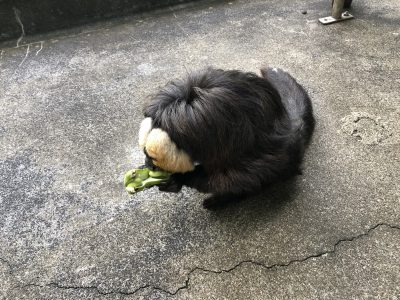 ソラマメを食べるモップくん