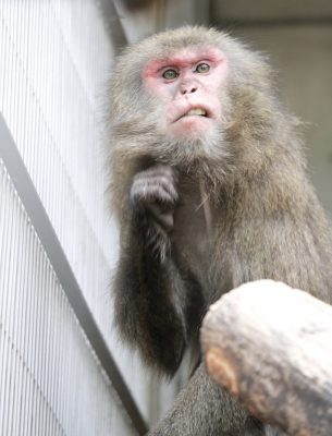 タンポポ