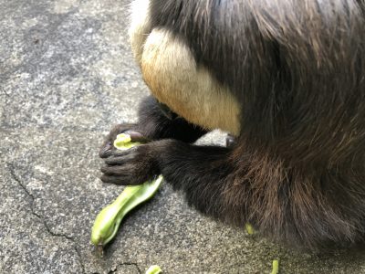 綺麗にかじっているモップくん