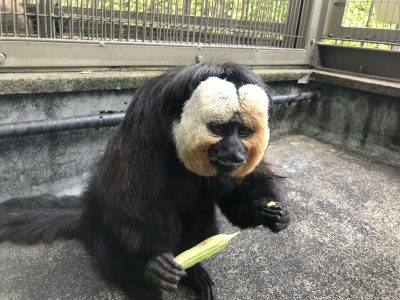 グリーンピースの中身を出す