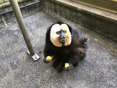 モップくん