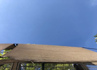 日よけ