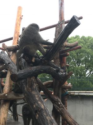 ヒヒの櫓