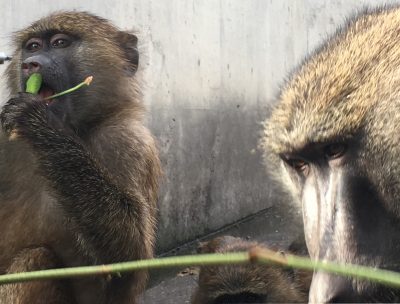 ダンゴとコクト