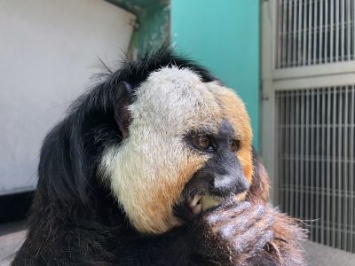 バナナを食べているモップくん