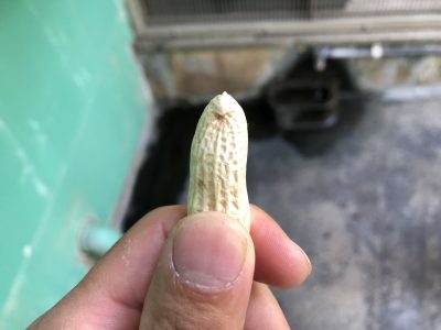 落花生を手にいざ！