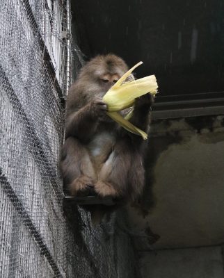 サム