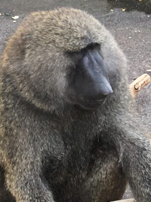 ロミオ３