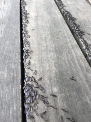 大量発生した羽アリ