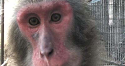 タンポポ