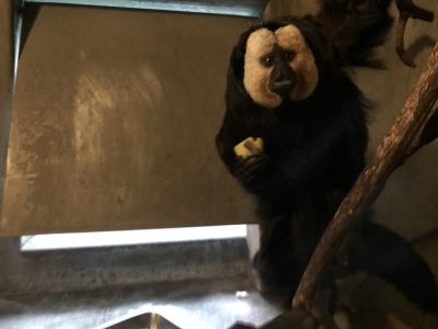 室内でムシイモを食べるモップくん