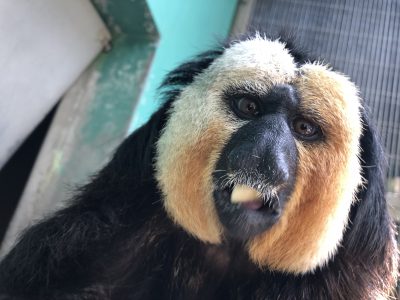 今日のモップくん