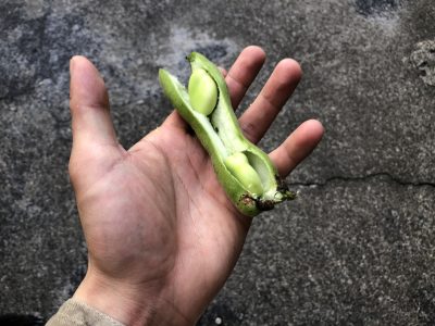 ソラマメをあけてあげます