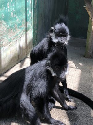 ベロとリンリン