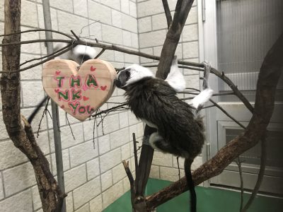 サンキューを舐める