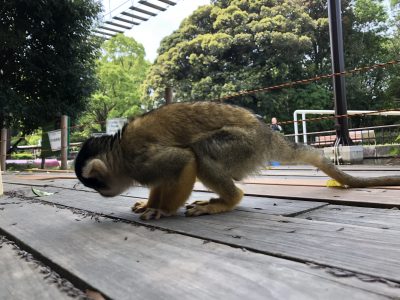 デッキの上の羽アリを食べるリスザル