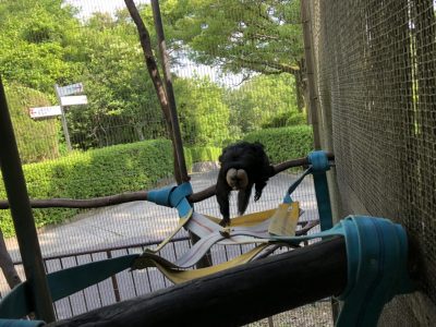 ハンモックを触るモップくん