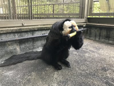 モップくんにグリーンピースをあげる