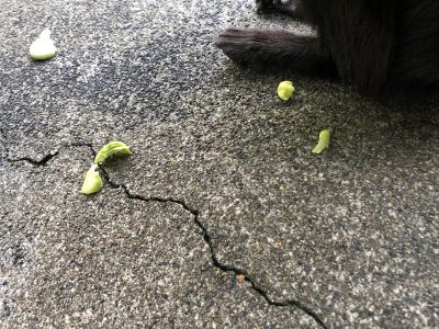 皮だけ残したモップくん