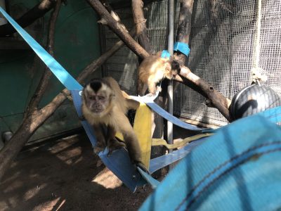 ハンモックに乗るフサオ