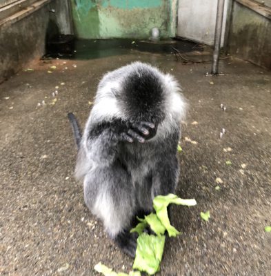 テラ