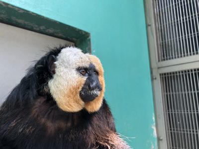Waoランドの方向を向いたモップくん