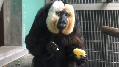 ハートの蒸しイモを食べるモップくん