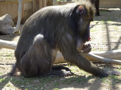 クローバーを食べるデコ