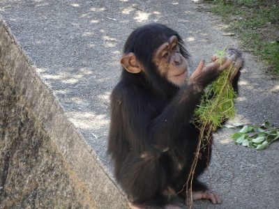 マモル