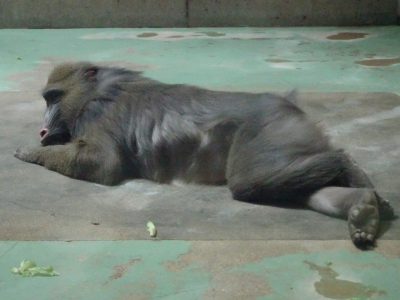 今のディディ