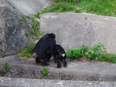 マルコとマモル