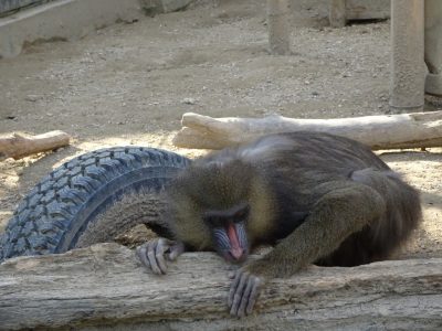 サユミ