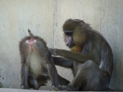サユミとイラーリ