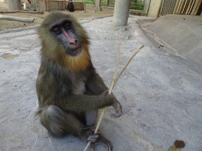 サユミ