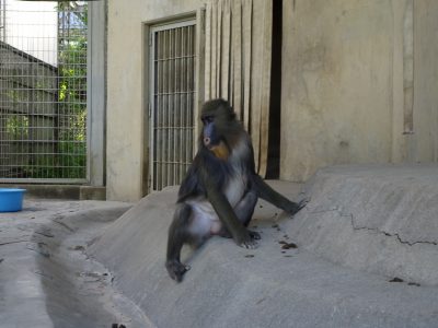 今のディディ