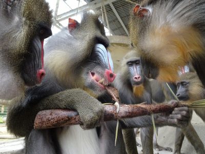 キンシャサとタケノコ