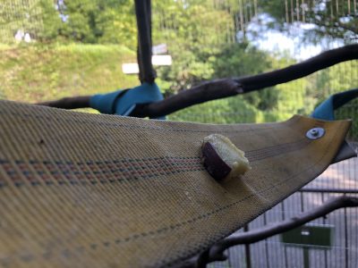蒸しイモの置き場所