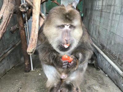 トマトザルバ2