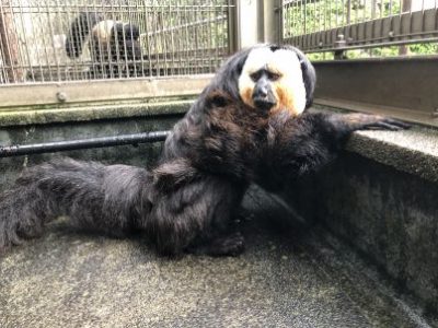 10時頃のモップくんその1