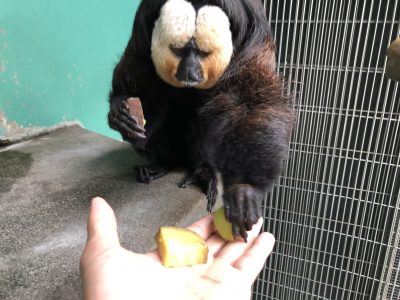 ブドウを取るモップくん