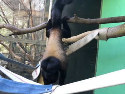 ヒゲサキその2