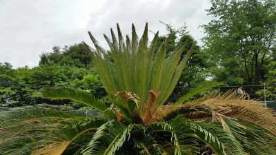 ソテツの新芽