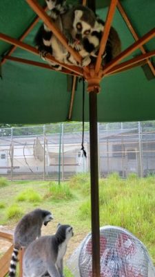 雨宿り