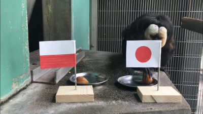 モップくんは日本を選ぶ