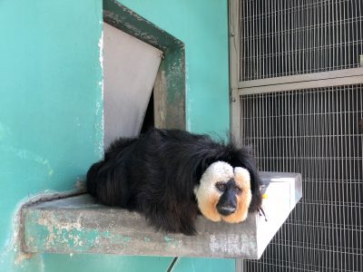台の上で寝ていたモップくん