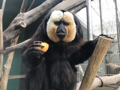 モップくんとビワ